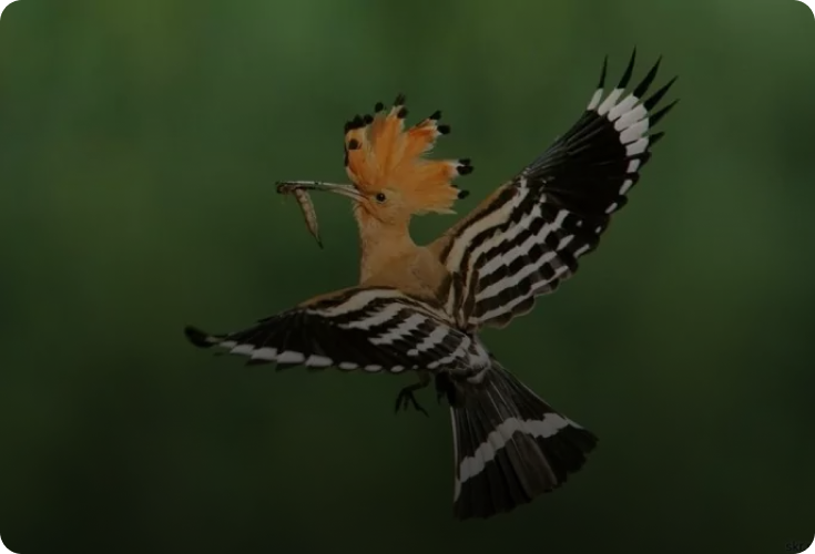 Fauna