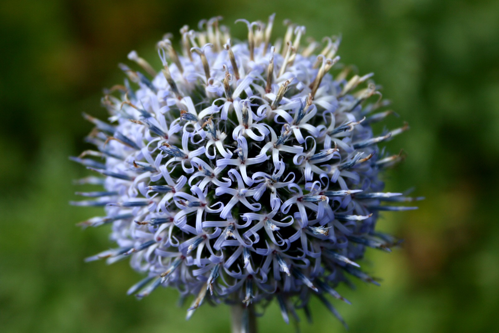 Flora